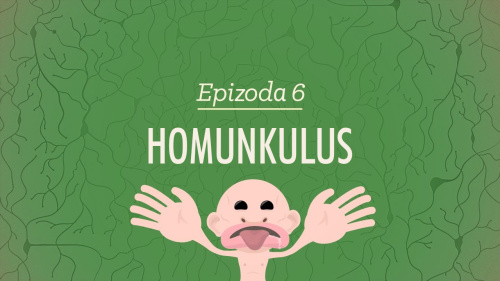 Psychologie: Homunkulus