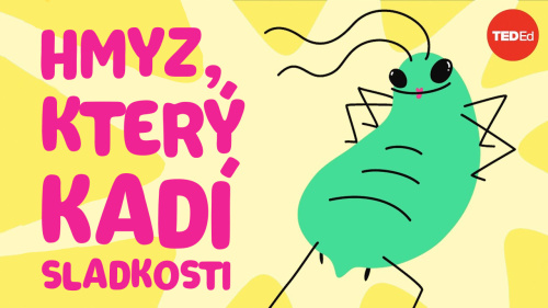 Hmyz, který kadí sladkosti