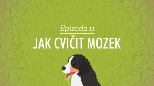 Psychologie: Jak cvičit mozek