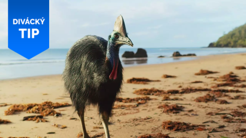 Kasuáři jsou dinosauři naší doby